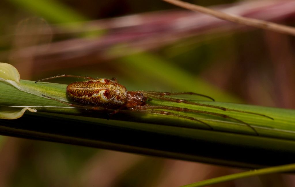 Tetragnathidae: Tetragnatha sp., femmina  - Grosseto